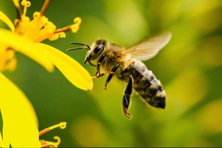 Заходи профілактики отруєння бджіл