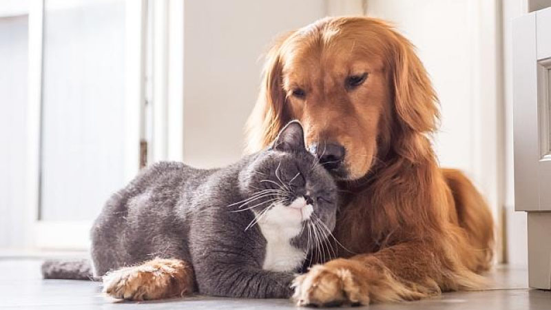 Щодо допуску та перебування тварин у закладах торгівлі харчовими продуктами та громадського харчування