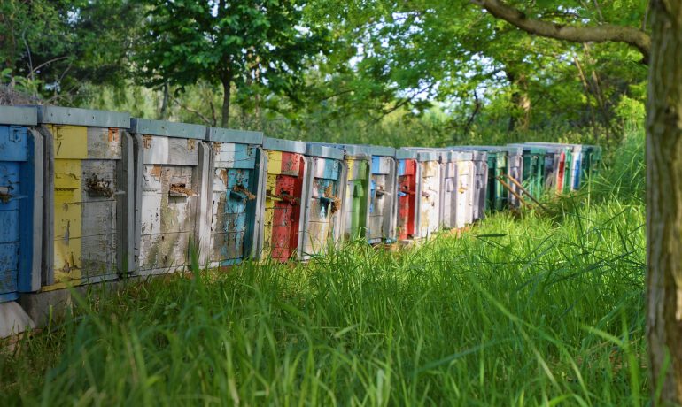 reyestracziya pasiky 770x460